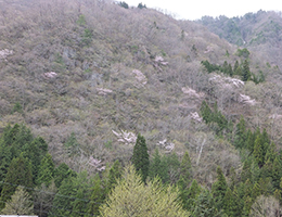 山桜咲く春の福地山（5月1日撮影）