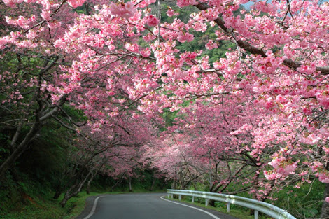 八重岳桜の森公園寒緋桜の名所である（車で15分）