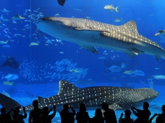  沖縄を代表する人気スポット「美ら海水族館」悠々と泳ぐジンベイザメ