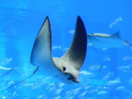  沖縄を代表する人気スポット「美ら海水族館」悠々と泳ぐトビエイ