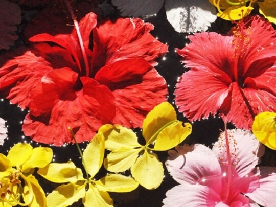  沖縄の花々
