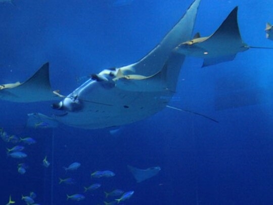 沖縄を代表する人気スポット「美ら海水族館」悠々と泳ぐトビエイ