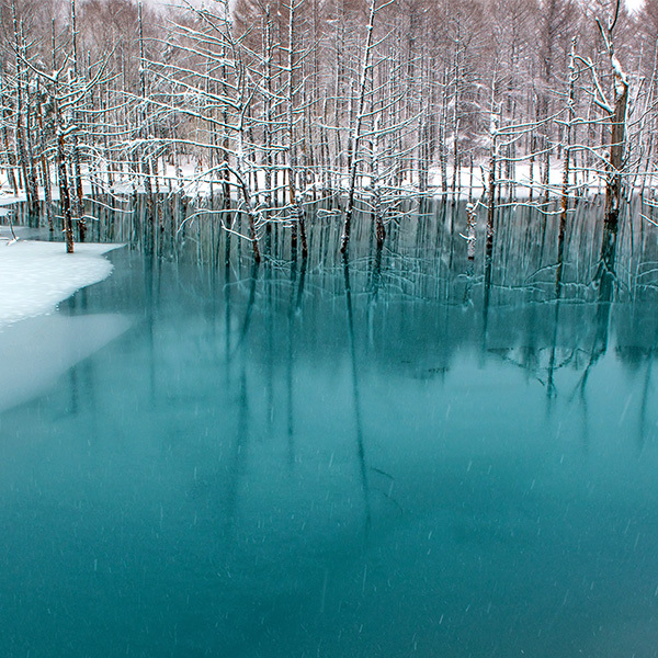 美瑛町・青い池冬