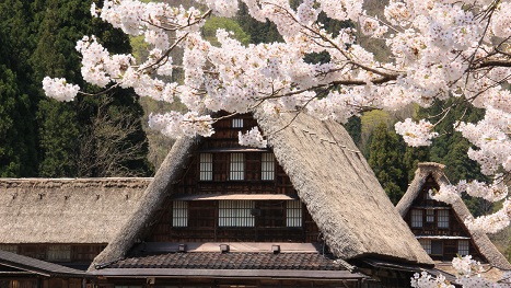 桜満開合掌造り