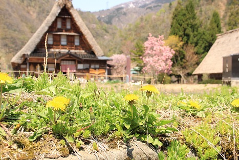 菜の花と合掌造り