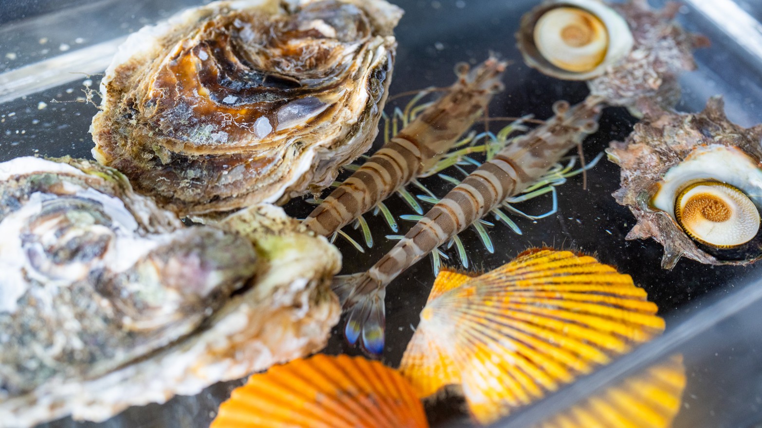 【夕食評価 九州No.1】車海老・さざえ・岩牡蠣など新鮮な魚介類を職人が目の前で焼く『磯あそび会席』