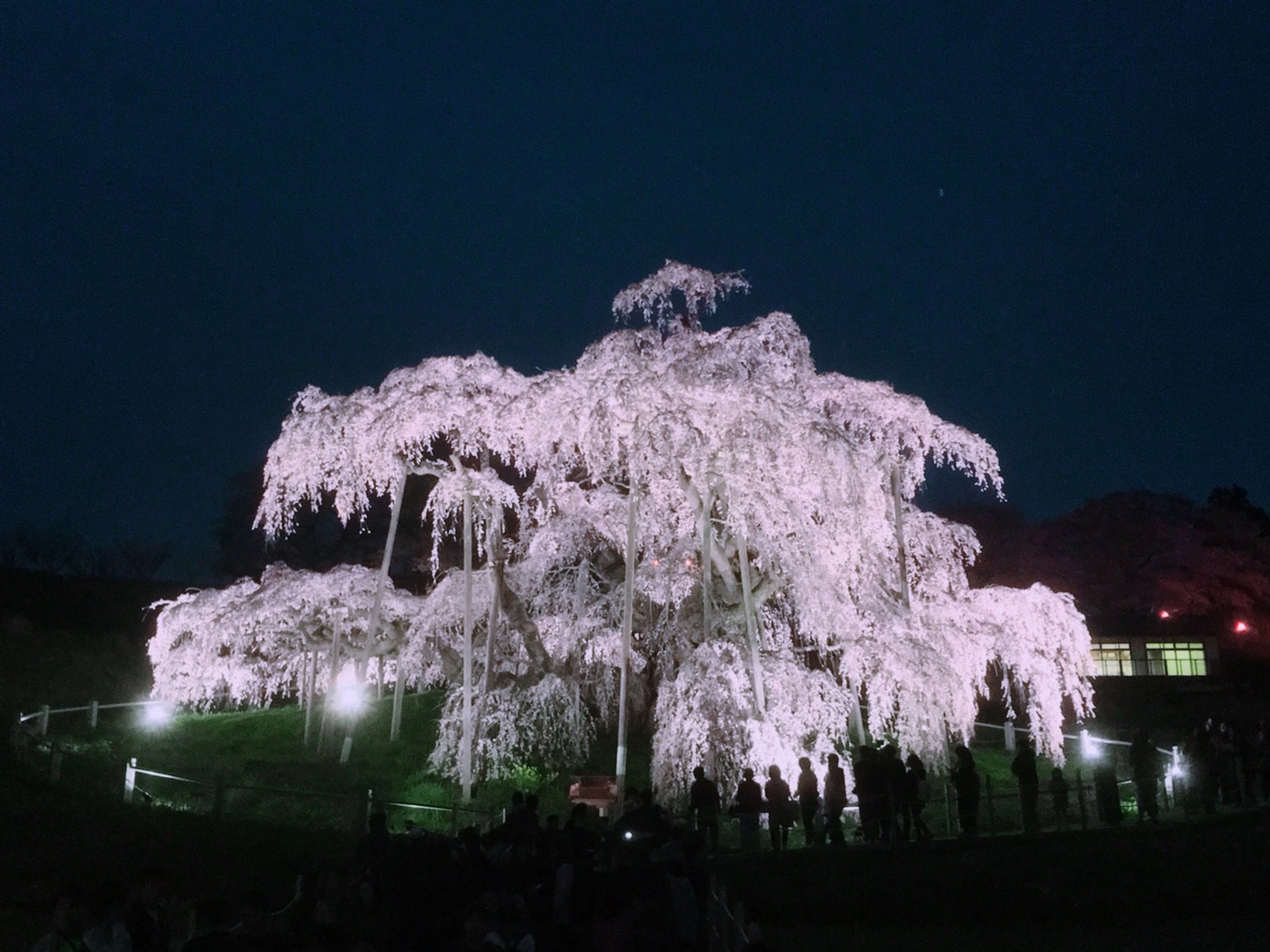 滝桜ライトアップ（三春町）