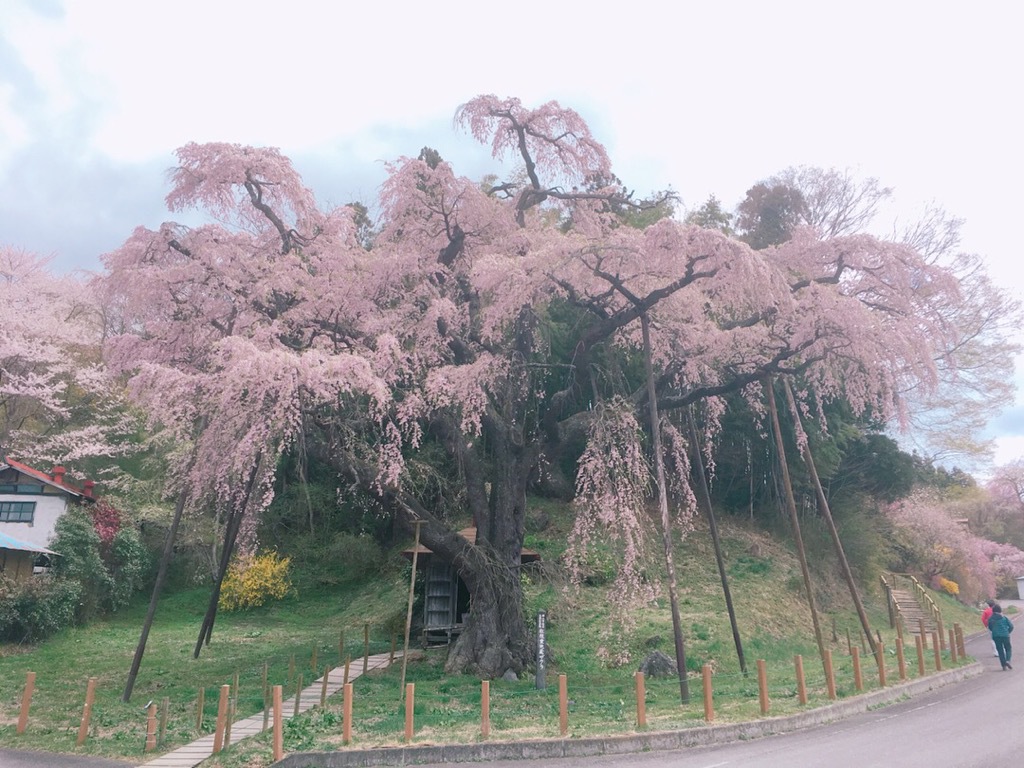 紅枝垂れ地蔵桜（郡山市中田町）