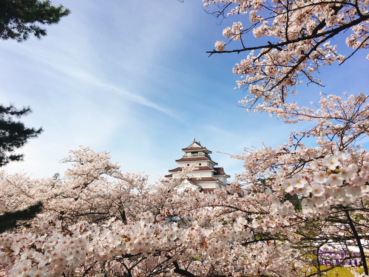 鶴ヶ城の桜（会津若松市）