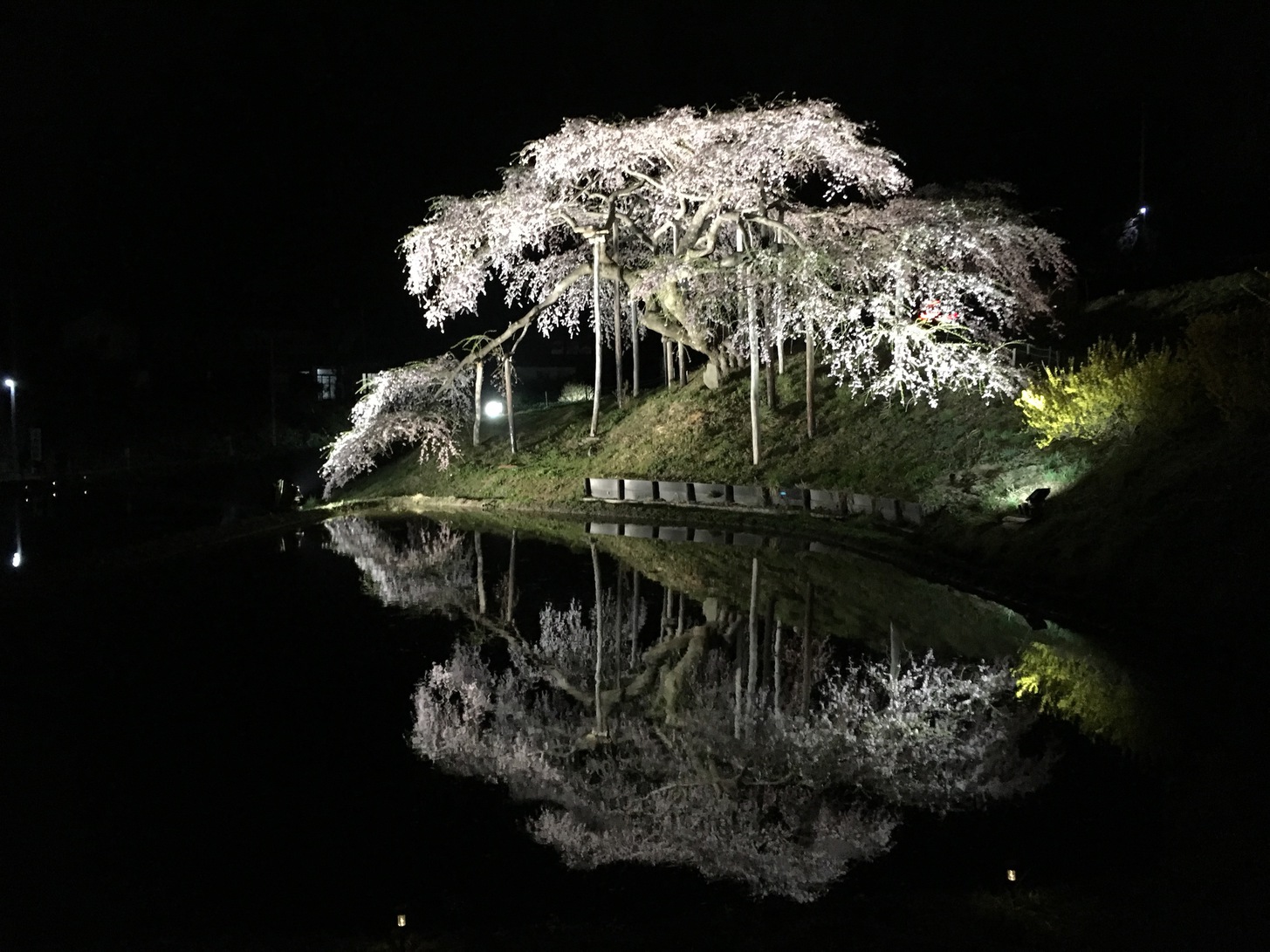 中島の地蔵桜ライトアップ（二本松市）