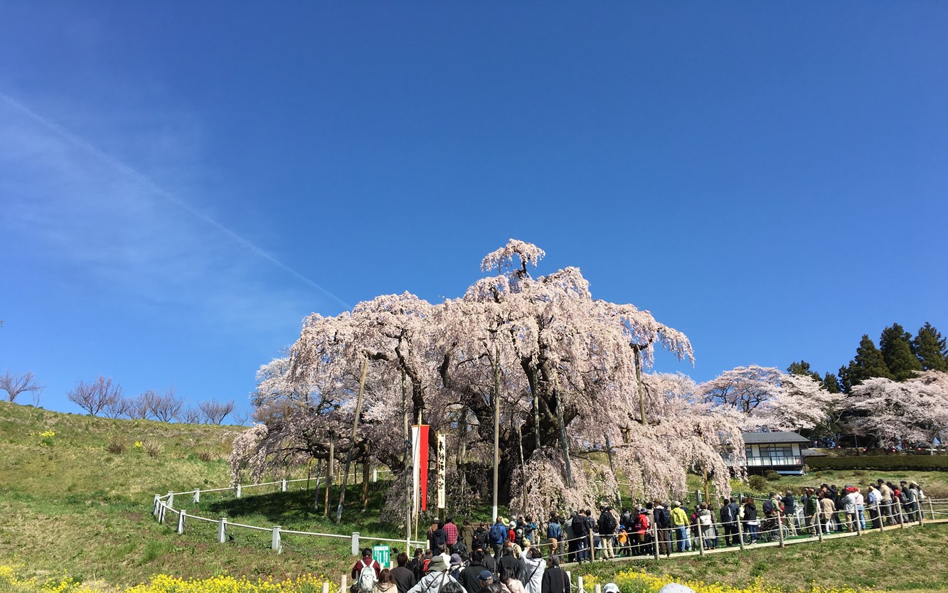 満開の滝桜（三春町）