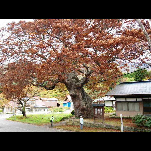 八幡のけやき