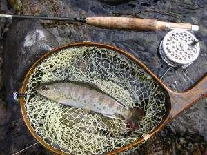 石徹川のアマゴ。周辺の川の情報はお問い合わせください。