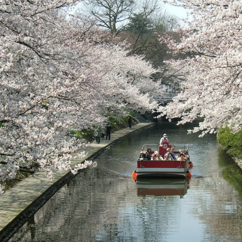 富山市内松川べりは桜の名所＜見ごろは4月上旬〜10日頃＞