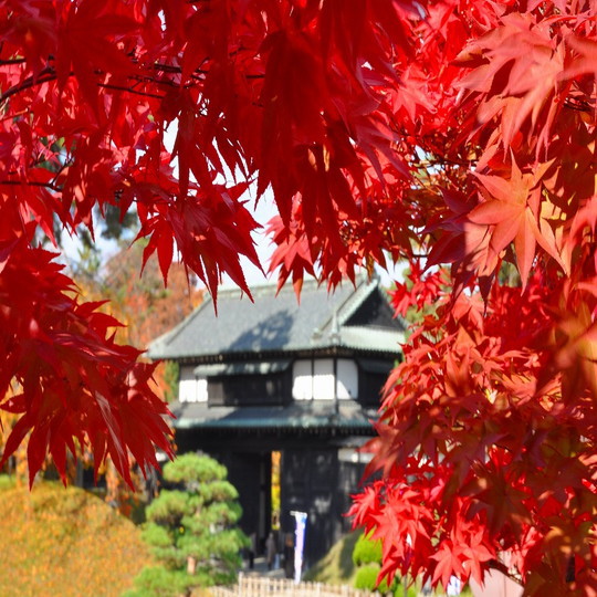 弘前城菊と紅葉まつり