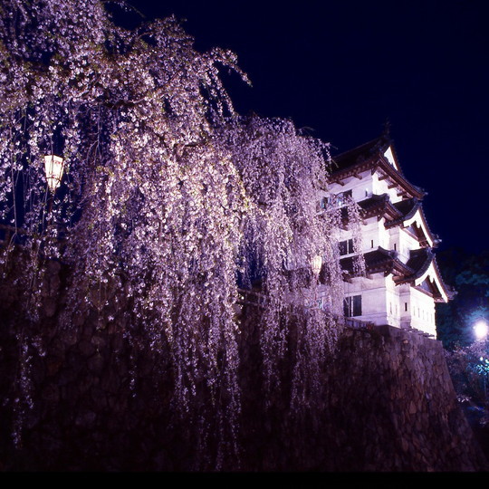 夜桜