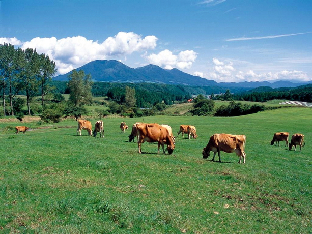 蒜山高原・ジャージー牛