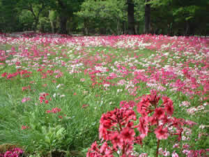 奥日光・千手ケ浜のクリンソウ