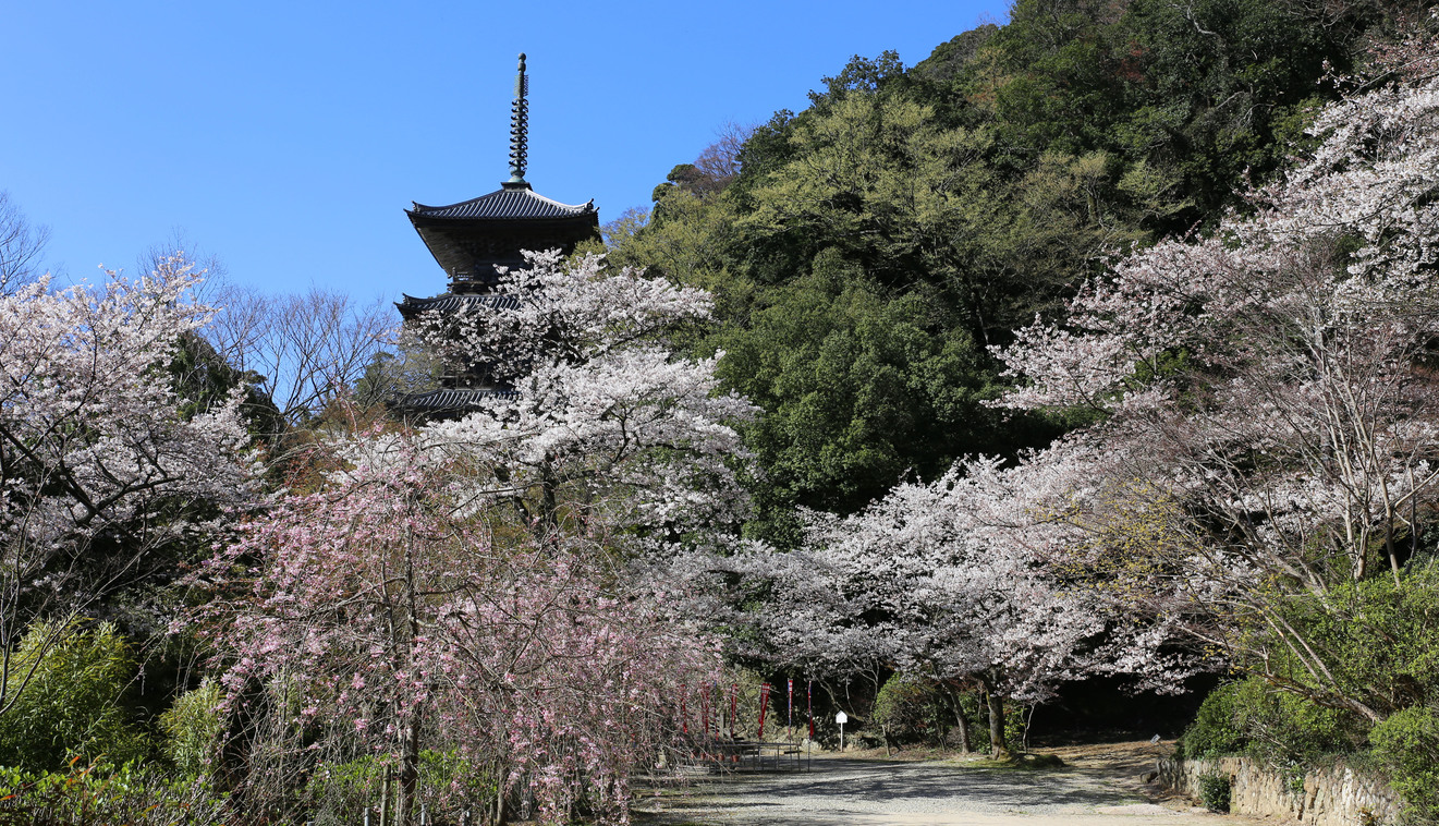 清水寺三重の塔（春）