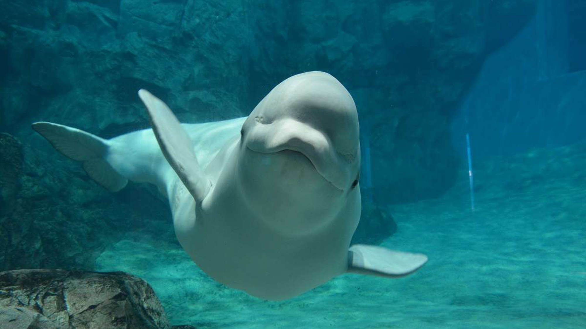 【名古屋港水族館チケット付き】 人気スポットで思い出づくり♪（ご宿泊のみ）