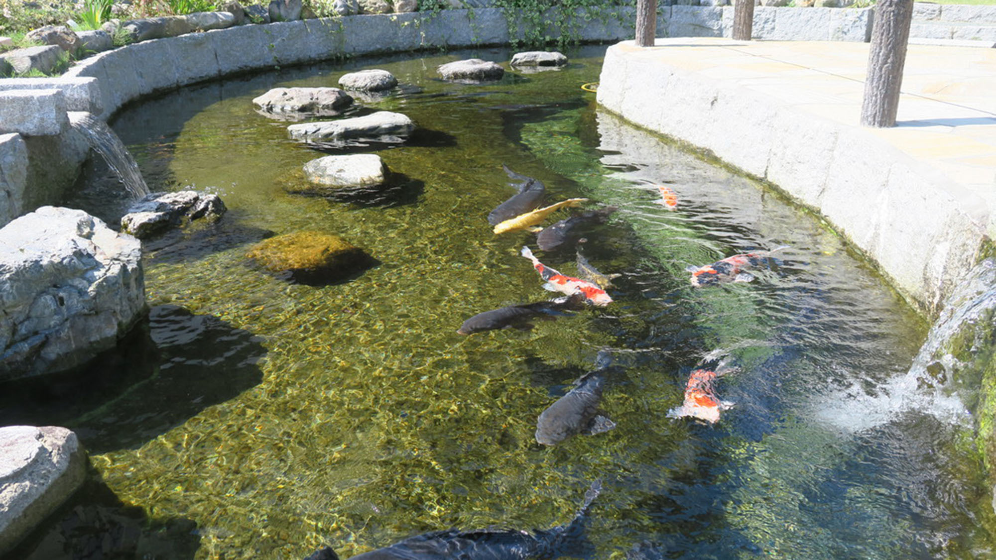 ・湧き水の池で鯉も気持ちよさそうに泳いでいます