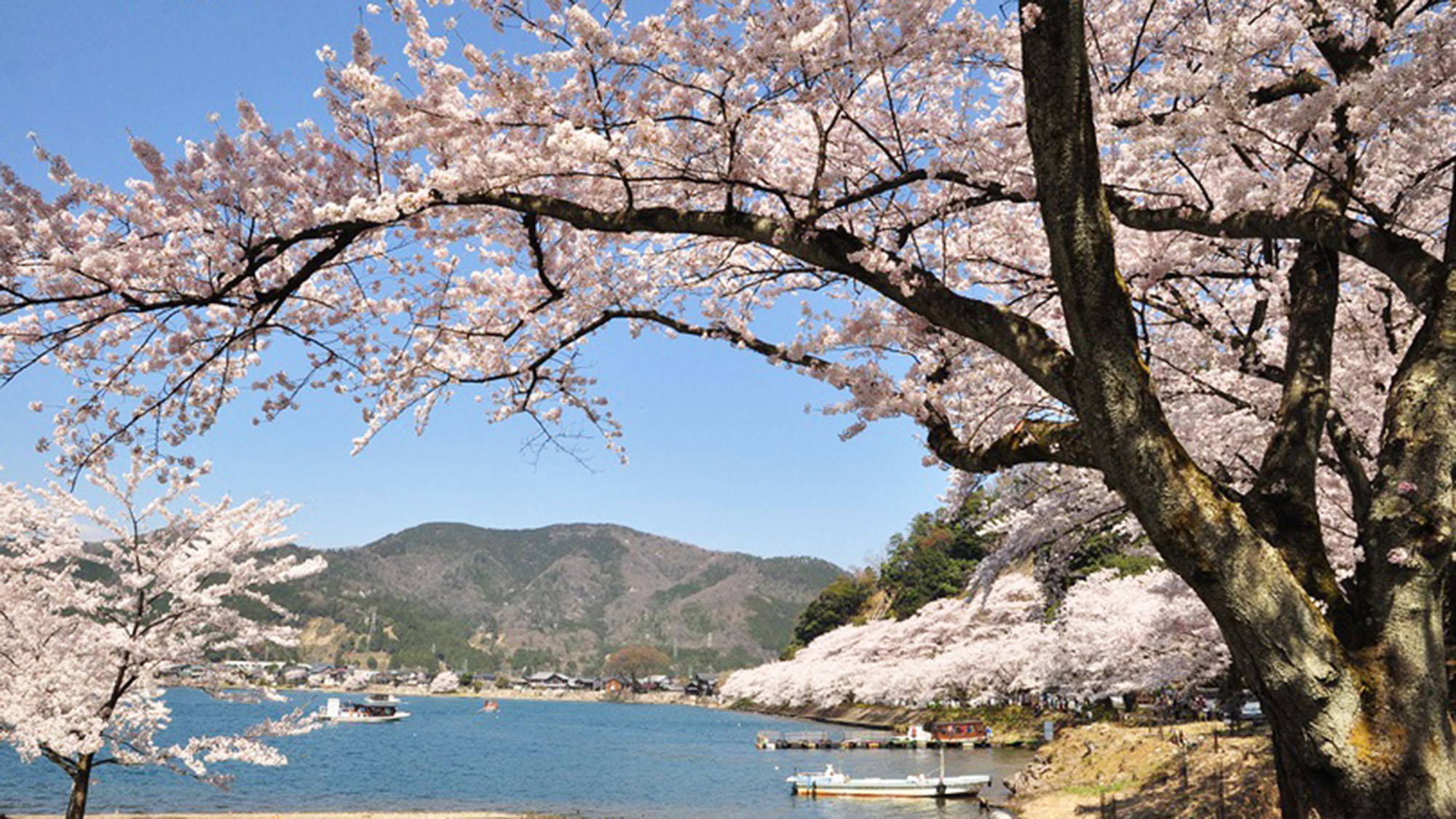 ・桜と琵琶湖が一緒に楽しめます。桜の時期にもぜひお越しください