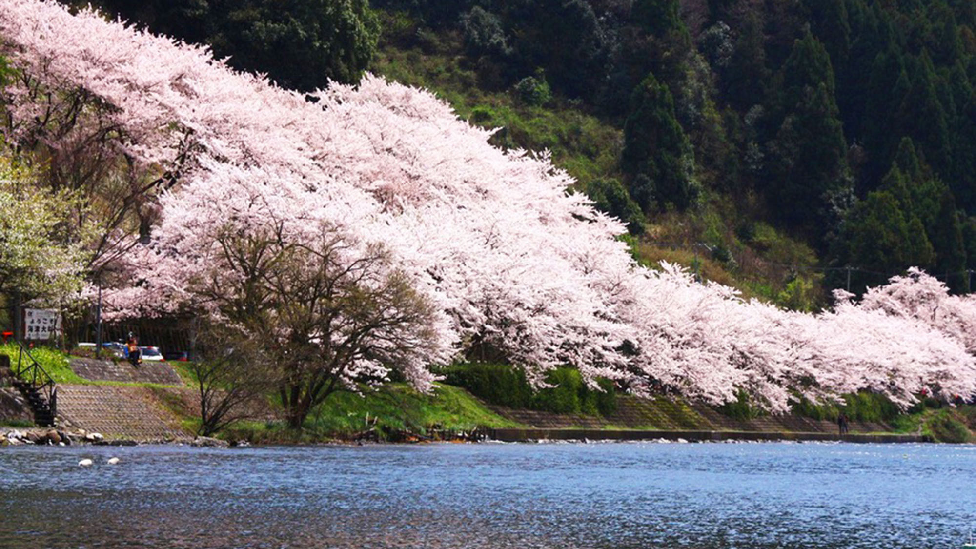 ・琵琶湖のほとりに咲き誇る桜は圧巻です