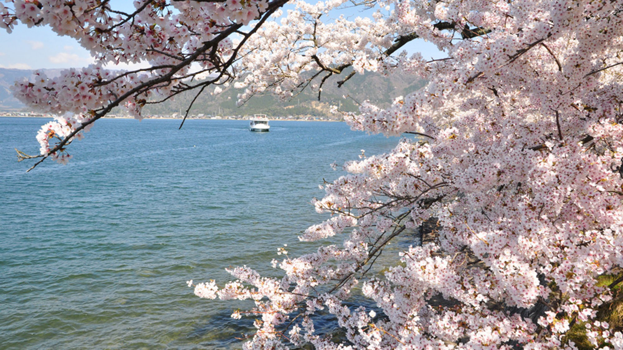 ・海津大崎桜で有名な風光明媚な半島です