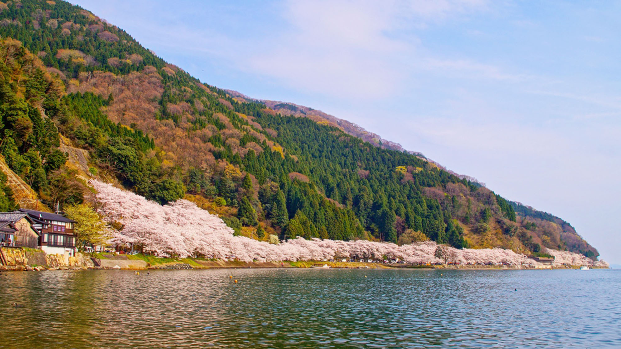 ・春には琵琶湖沿いに桜が咲き誇ります