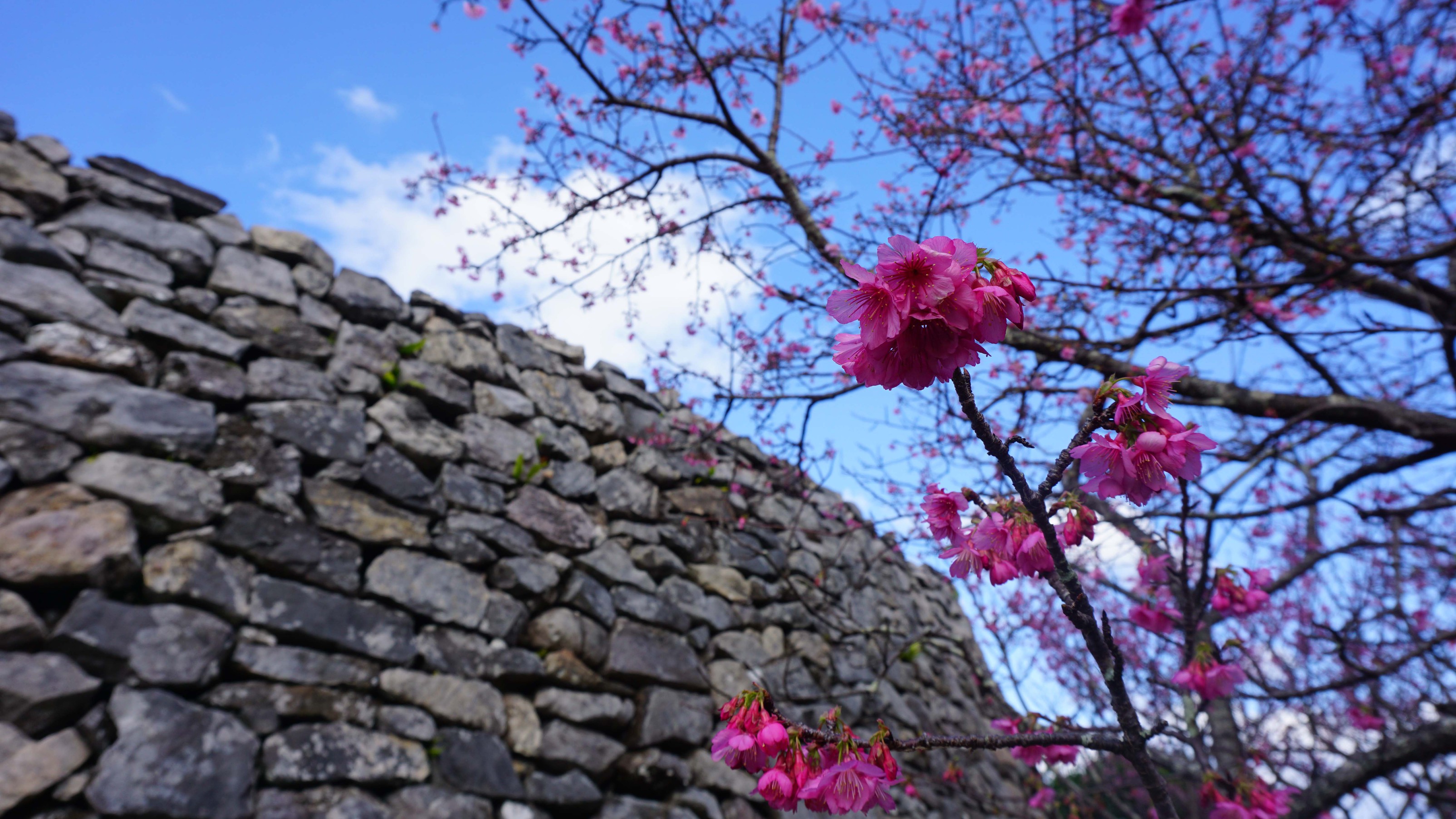 今帰仁城毎年1月に寒緋桜の名所としても多くの観光客や地元客が訪れます。