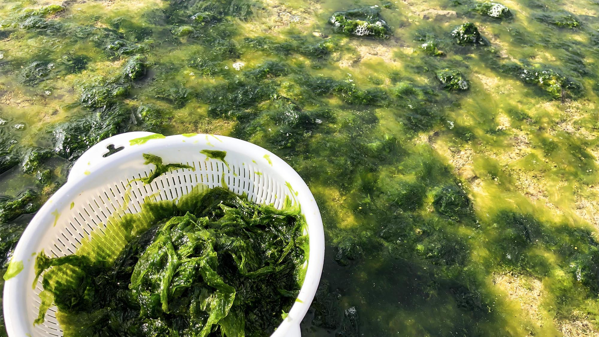 ・石垣の豊かな海の恵みをおすそわけ。採取した海藻を料理に使うこともあります