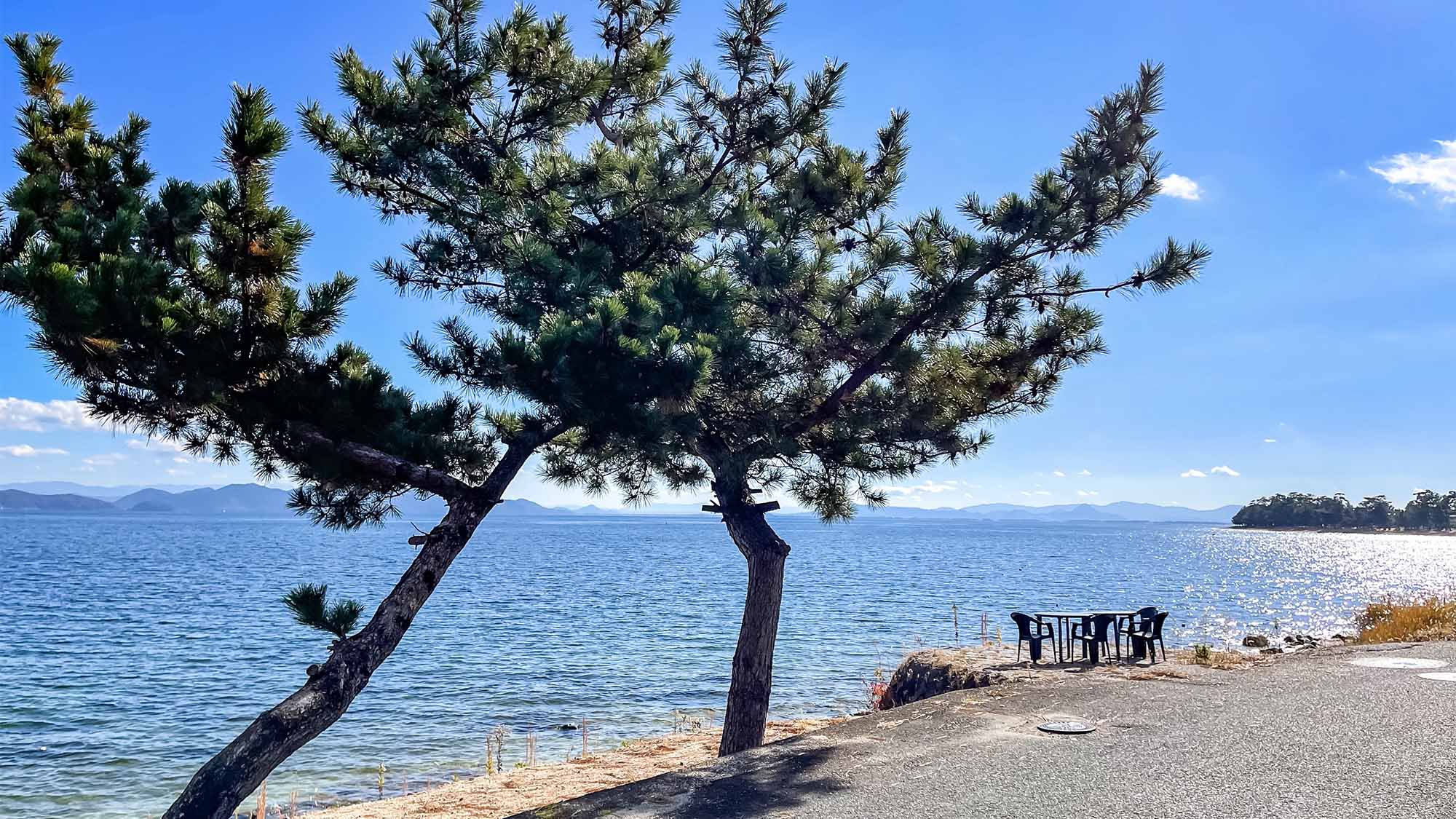 ・琵琶湖とセットで松を眺めると心が癒されます