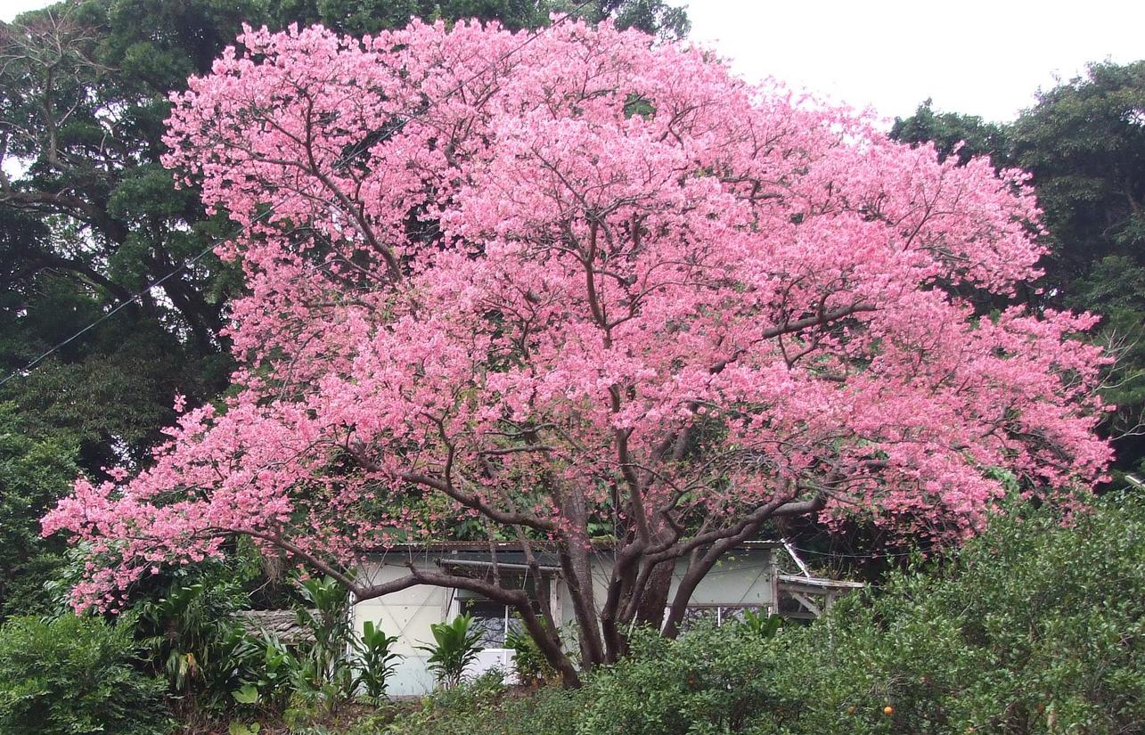 本部町の桜