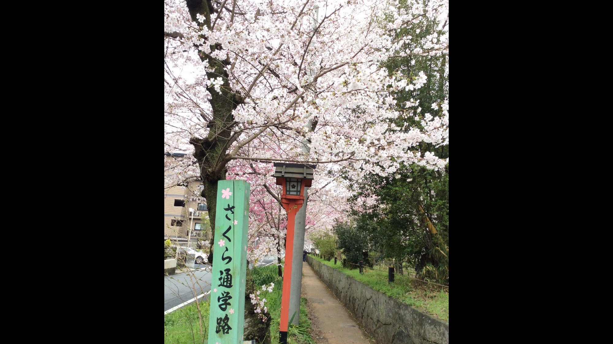 ・さくら通学路を散策して京都の春を感じてみてはいかがでしょうか
