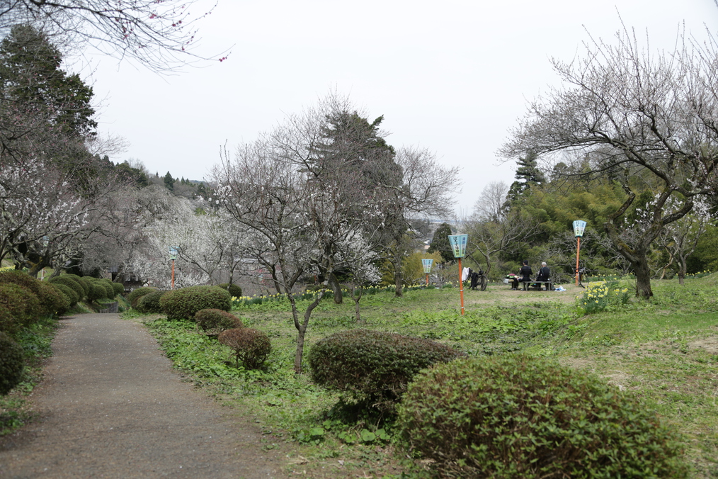 【湯田川の梅林公園】