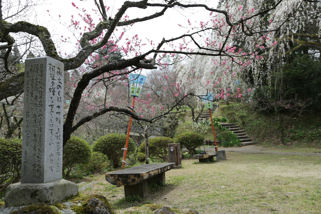 【湯田川の梅林公園】