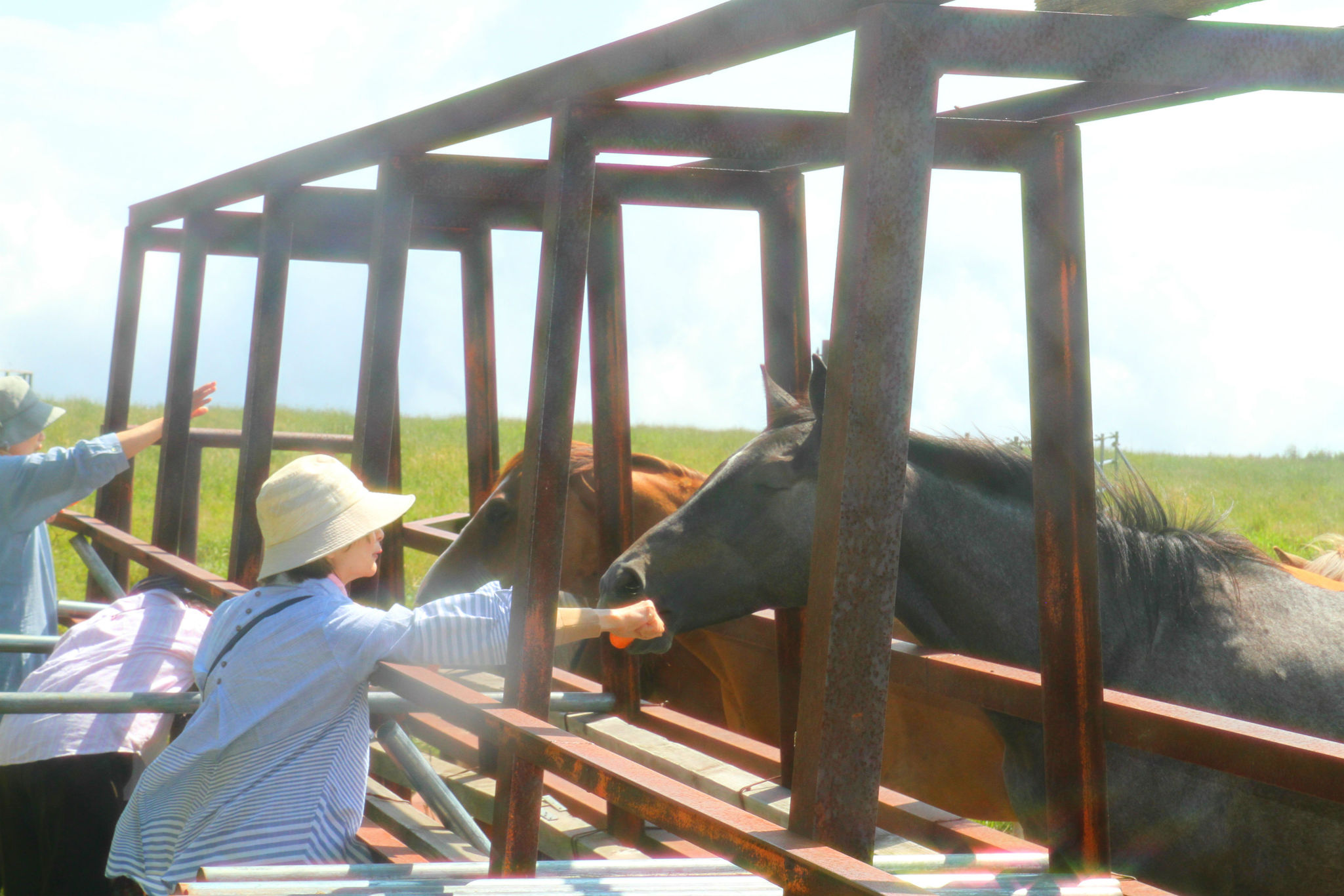 放牧場にて馬に人参やり体験中。