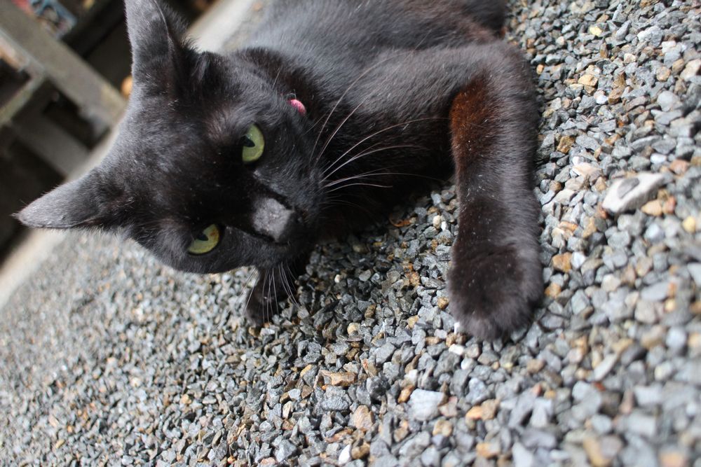 【看板ネコ】黒猫のちびちゃん