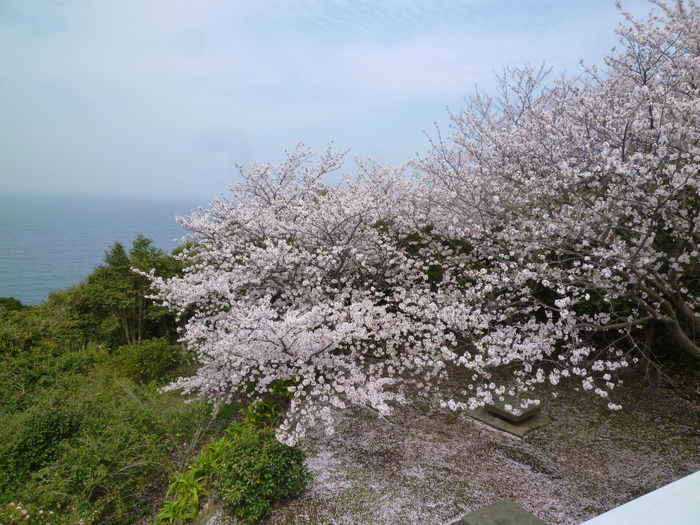 【周辺】天草大江 西平椿公園（椿、桜、東シナ海にある大ケ瀬2017年4月12日）