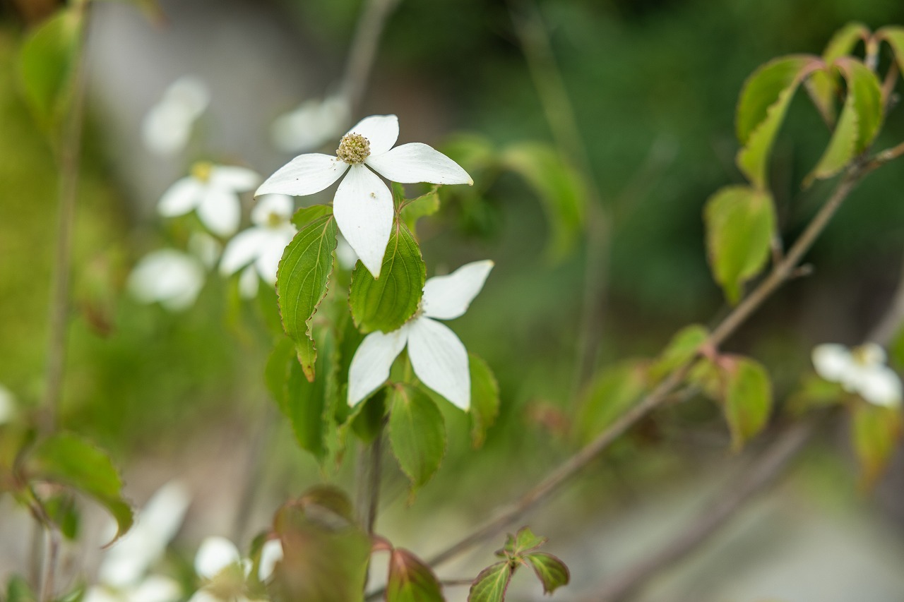 敷地内の草花