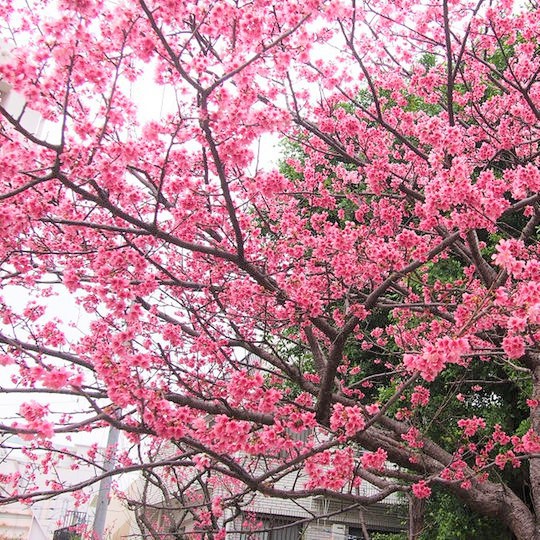 【緑が丘公園まで徒歩10秒】桜のシーズンには寒緋桜(かんひざくら)が見れます。