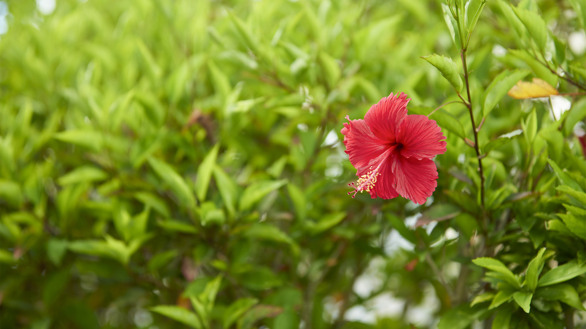 ・【その他】ハイビスカスの花が南国らしさを演出します