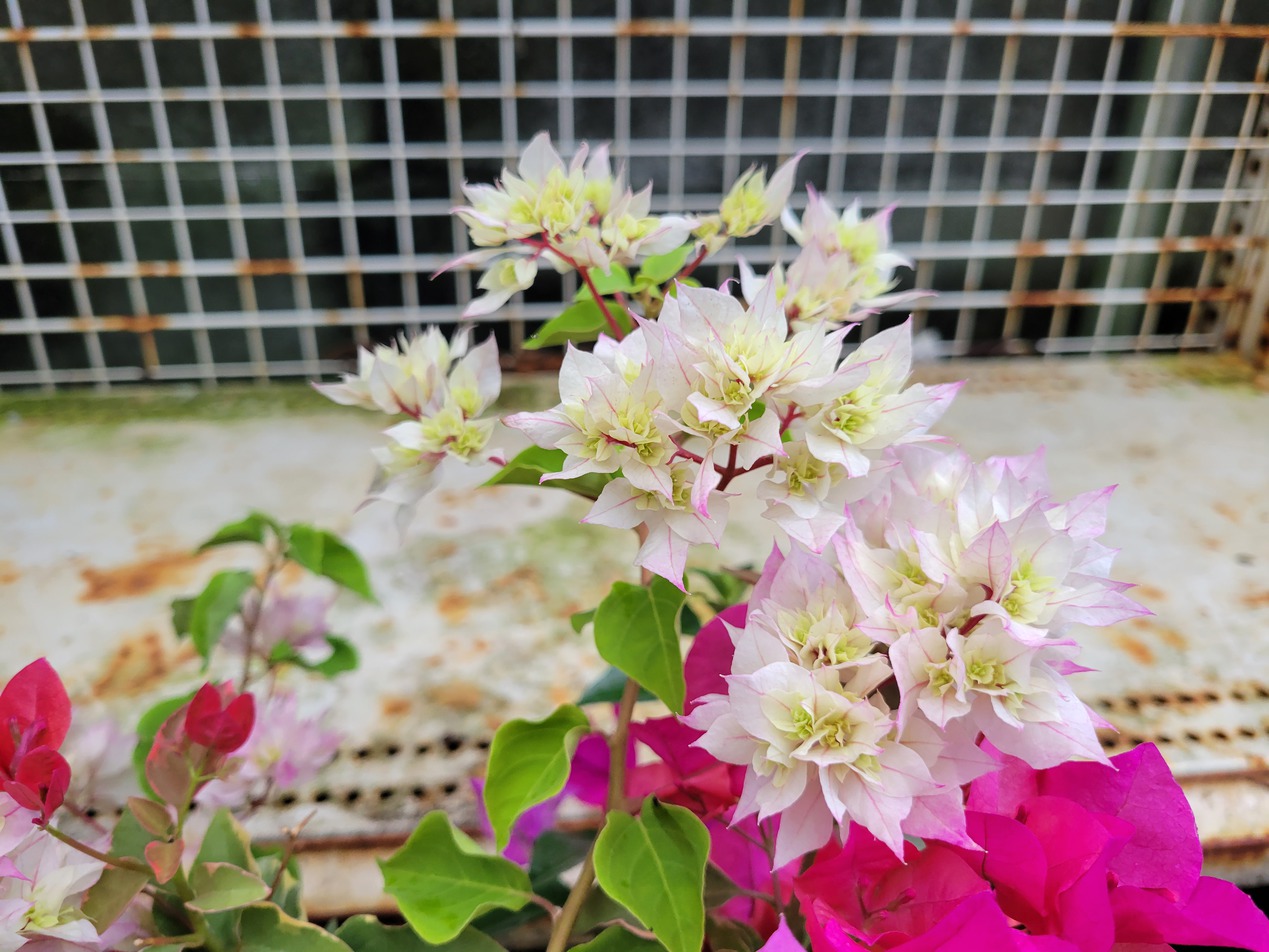 【お庭】スナドゥンのお花たち