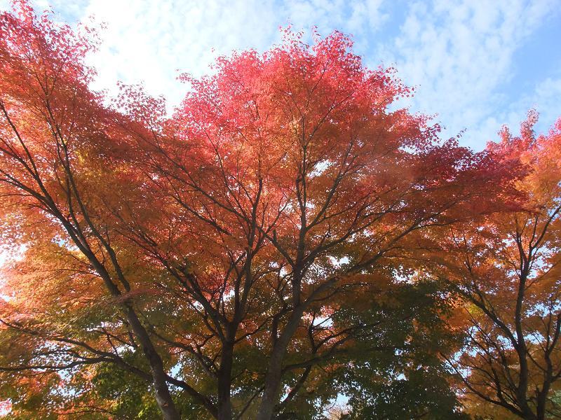 アスコット前馬術場の紅葉
