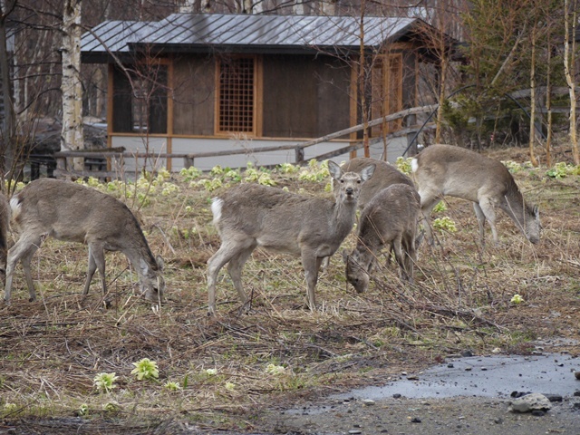 エゾ鹿