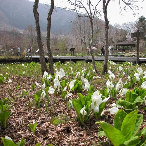 箱根湿生花園 03