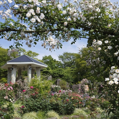 箱根強羅公園 02