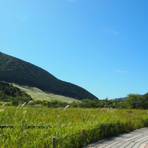 箱根湿生花園 06