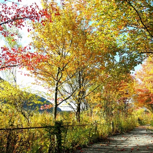 箱根湿生花園 05