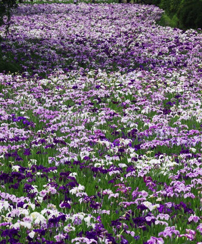 赤堀花しょうぶ園（伊勢崎市）